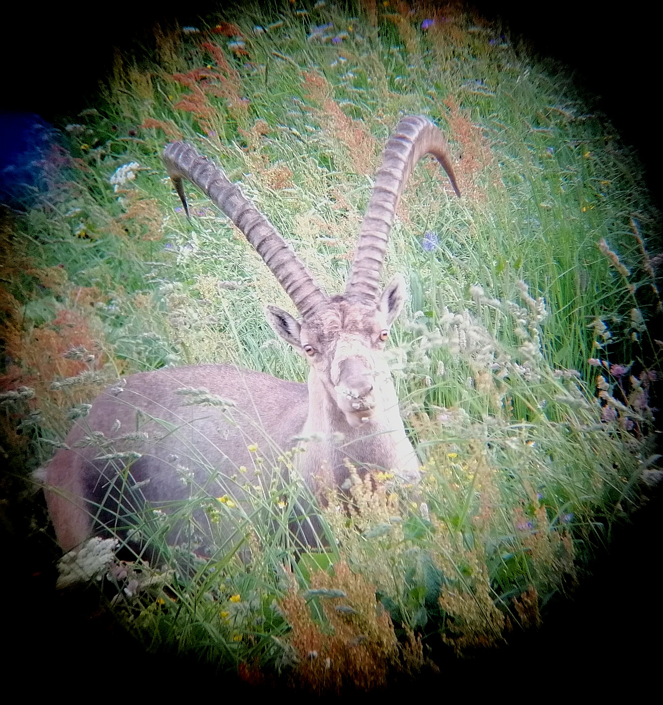 bouquetin jumelle bouquetin jumelle